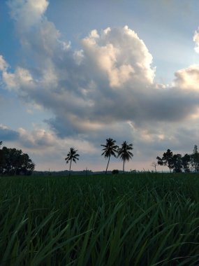 Gün batımında yeşil bir tarlanın üzerinde dramatik ve bulutlu bir gökyüzüne bakan palmiye ağaçlarının huzurlu görüntüsü.