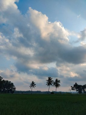 Gün batımında yeşil bir tarlanın üzerinde dramatik ve bulutlu bir gökyüzüne bakan palmiye ağaçlarının huzurlu görüntüsü.