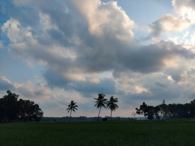 Gün batımında yeşil bir tarlanın üzerinde dramatik ve bulutlu bir gökyüzüne bakan palmiye ağaçlarının huzurlu görüntüsü.