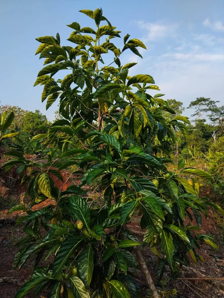 Canlı yeşil yaprakları olan genç bir kaya meyvesi ağacı, diğer tropik bitki ve ağaçlarla çevrili güneşli bir kırsal bölgede yetişir..