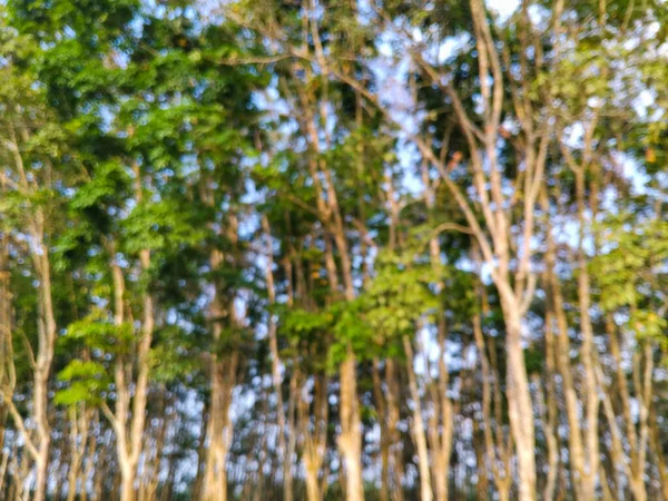 Sıcak gün ışığında yakalanan uzun gövdeli ve yeşil yapraklı bir kauçuk ağaç ormanının fotoğrafı. Yumuşak ışıklandırmalı barışçıl doğal atmosfer.