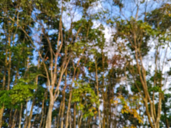 Sıcak gün ışığında yakalanan uzun gövdeli ve yeşil yapraklı bir kauçuk ağaç ormanının fotoğrafı. Yumuşak ışıklandırmalı barışçıl doğal atmosfer.