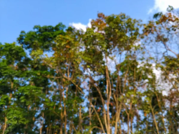 Sıcak gün ışığında yakalanan uzun gövdeli ve yeşil yapraklı bir kauçuk ağaç ormanının fotoğrafı. Yumuşak ışıklandırmalı barışçıl doğal atmosfer.