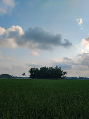 Bereketli yeşil pirinç tarlalarının sakin manzarası. Yumuşak bulutlu açık mavi bir gökyüzünün altında.