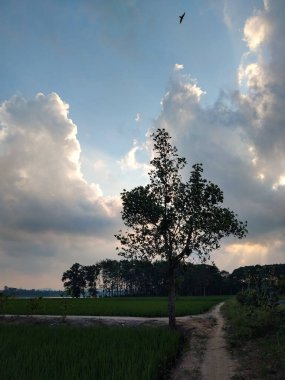 Gün batımında dramatik bulutlu bir gökyüzünün altında yemyeşil pirinç tarlalarıyla çevrili toprak bir yolun yanında tek bir ağacın bulunduğu kırsal bir manzara.