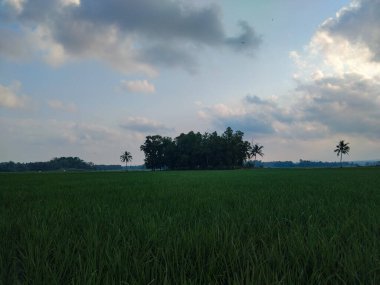 Bereketli yeşil pirinç tarlalarının sakin manzarası. Yumuşak bulutlu açık mavi bir gökyüzünün altında.
