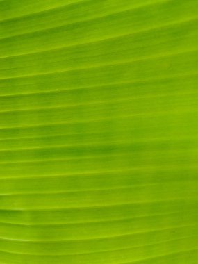 Yumuşak çizgiler ve doğal dokuyu pürüzsüz ve bulanık bir desen içinde gösteren canlı yeşil bir yaprağın kapağını kapat.