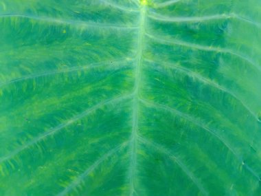 Yeşil bir yaprağın doğal dokusunu ve ayrıntılı damar kalıplarını gösteren yakın çekim makro fotoğrafı.