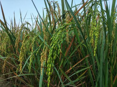 Yakından bakınca, yemyeşil pirinç tarlasının sabah güneşinin altında olgunlaşmış pirinç taneleri görünüyor.