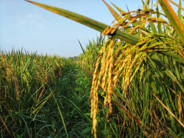 Yakından bakınca, yemyeşil pirinç tarlasının sabah güneşinin altında olgunlaşmış pirinç taneleri görünüyor.