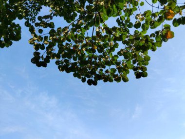 Geniş yeşil yaprakları parlak mavi gökyüzüne karşı olan uzun bir tropikal ağacın alçak açılı fotoğrafı.