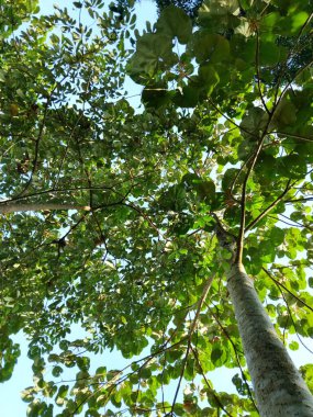 Geniş yeşil yaprakları parlak mavi gökyüzüne karşı olan uzun bir tropikal ağacın alçak açılı fotoğrafı.