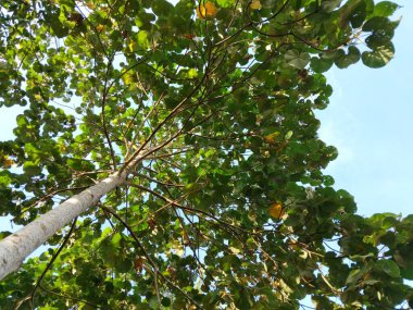 Geniş yeşil yaprakları parlak mavi gökyüzüne karşı olan uzun bir tropikal ağacın alçak açılı fotoğrafı.