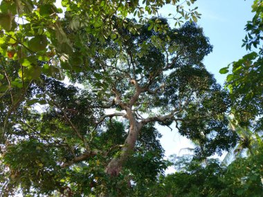 Geniş yeşil yaprakları parlak mavi gökyüzüne karşı olan uzun bir tropikal ağacın alçak açılı fotoğrafı.