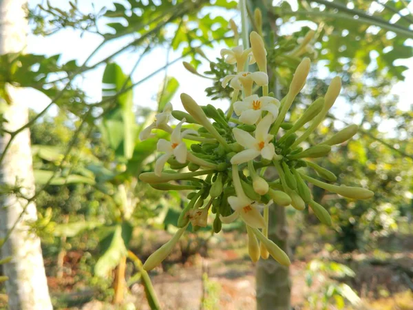 Tropik bir bahçedeki ağaçta açan papaya çiçeklerinin yakın plan fotoğrafı.