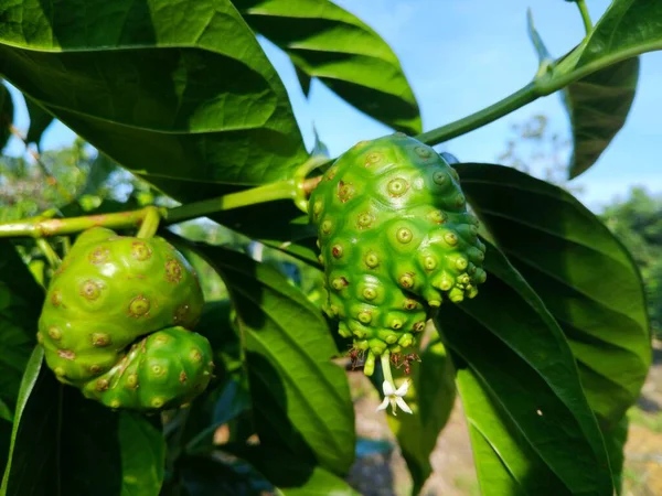 Yeşil noni meyvelerinin (Morinda citrifolia) doğal güneş ışığı altında taze yeşil yapraklarla bir ağaca asıldığı makro bir çekim.