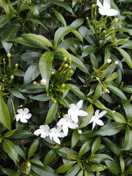 Güzel beyaz yasemin çiçekleri yemyeşil yaprakların arasında çiçek açıyor.