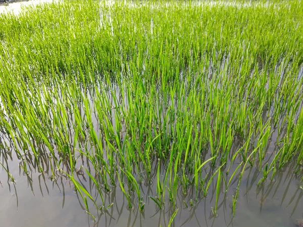 Su basmış çeltik tarlasında gün ışığında taze yeşil pirinç filizleri yetişiyor.