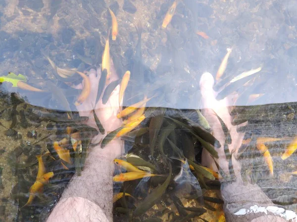 Ayakları temiz suya batırılmış, küçük altın balıklarla çevrili huzurlu bir sahne..