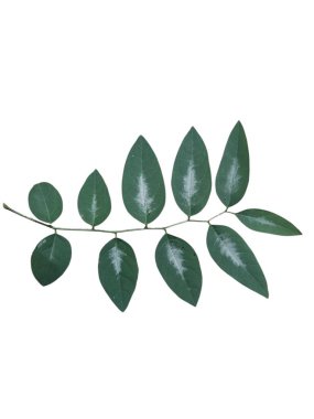 Beyaz arka plan ile yeşil yaprakları