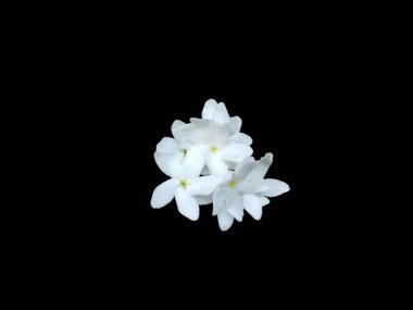 Siyah arkaplanda izole beyaz çiçekler