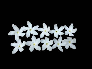 Siyah arkaplanda izole beyaz çiçekler