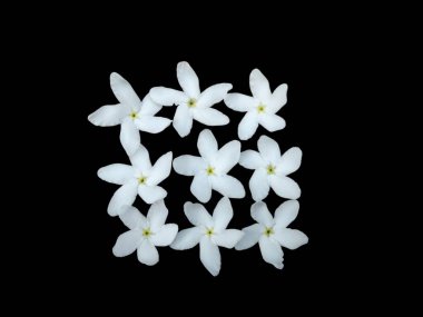 Siyah arkaplanda izole beyaz çiçekler