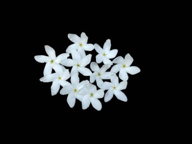 Siyah arkaplanda izole beyaz çiçekler