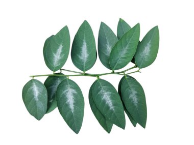 beyaz arkaplanda yeşil yapraklar izole