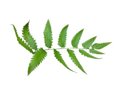 beyaz arkaplanda yeşil yapraklar izole