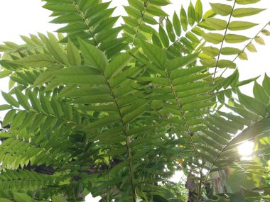 beyaz arkaplanda yeşil yapraklar izole