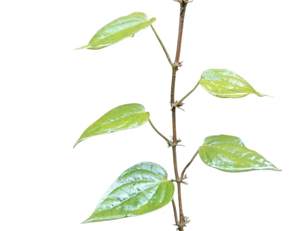 Beyaz arka plan ile yeşil yaprakları