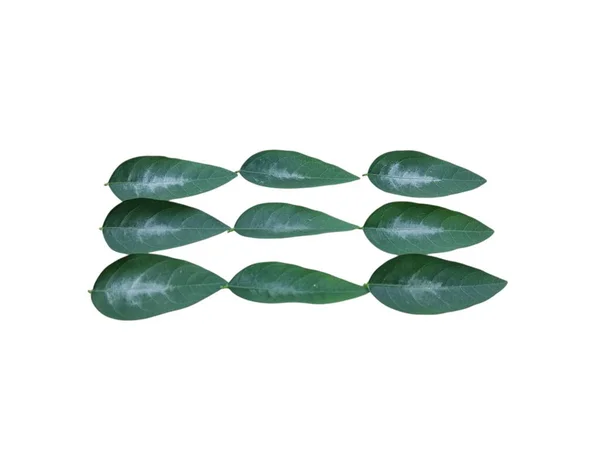 beyaz arkaplanda yeşil yapraklar izole