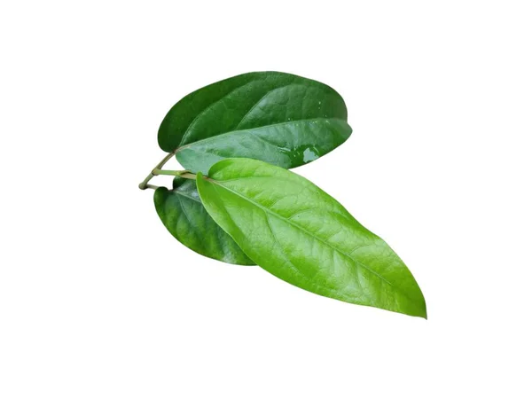 beyaz arkaplanda yeşil yapraklar izole