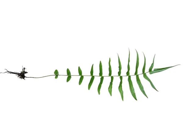 beyaz arkaplanda yeşil yapraklar izole