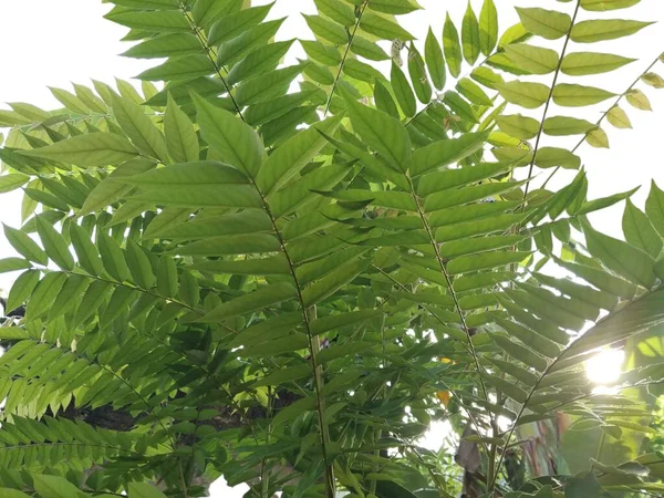 beyaz arkaplanda yeşil yapraklar izole