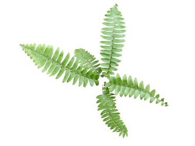 Beyaz arka planda farklı renk ve dokuları gösteren izole tropikal yapraklar koleksiyonu.