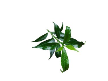 Beyaz arka planda farklı renk ve dokuları gösteren izole tropikal yapraklar koleksiyonu.