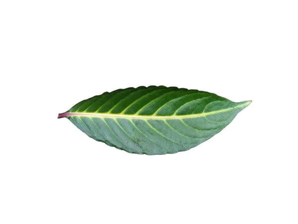 Beyaz arka planda farklı renk ve dokuları gösteren izole tropikal yapraklar koleksiyonu.