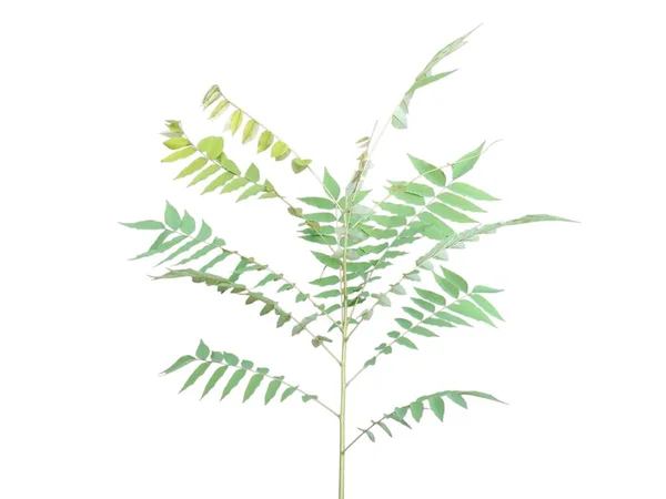 Beyaz arka planda farklı renk ve dokuları gösteren izole tropikal yapraklar koleksiyonu.