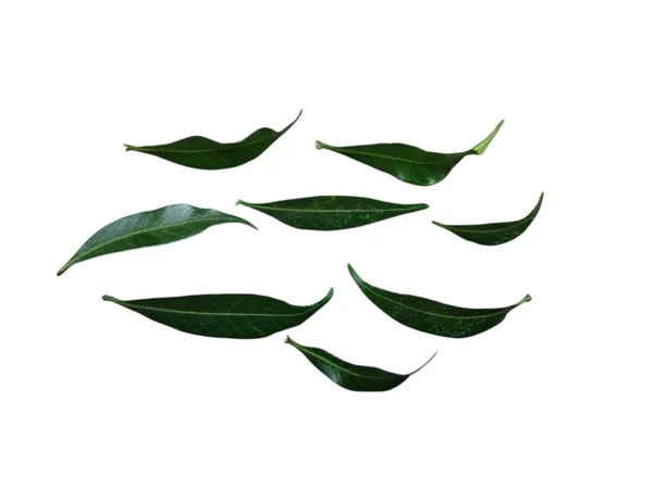 Beyaz arka planda farklı renk ve dokuları gösteren izole tropikal yapraklar koleksiyonu.