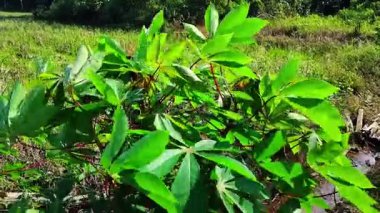 Pirinç tarlasında rüzgarda esen yeşil bitkiler