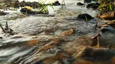 güzel pirinç tarlalarındaki akan su atmosferi