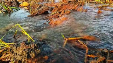 güzel pirinç tarlalarındaki akan su atmosferi