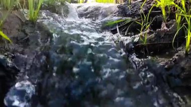 Akan su manzarası ve güzel yeşil bitkiler.