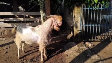Kurban edilmeye hazır bir keçi Kurban Bayramı 'nda.