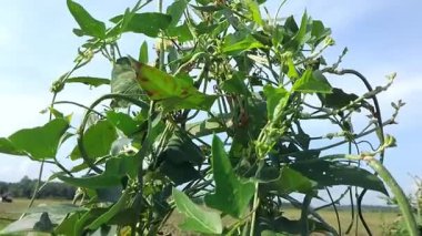 Pirinç tarlasında uzun fasulye ağaçları