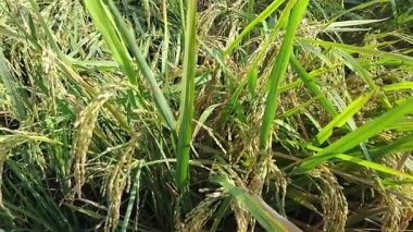 pirinç tarlaları hasat için hazır.