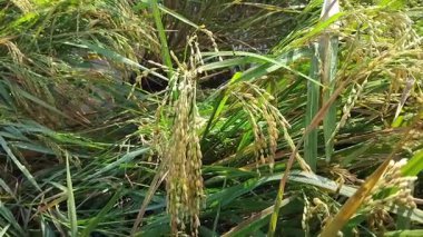 pirinç tarlaları hasat için hazır.