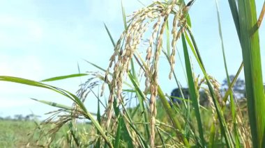 pirinç tarlaları hasat için hazır.